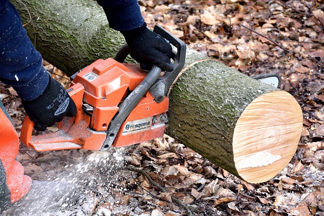 permiso para cortar un arbol en honduras